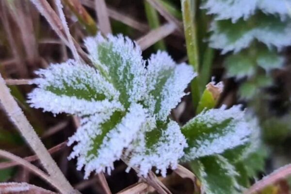 Folhas verdes cobertas por geada em Itatiaia, Rio de Janeiro, mostrando o frio intenso da semana.