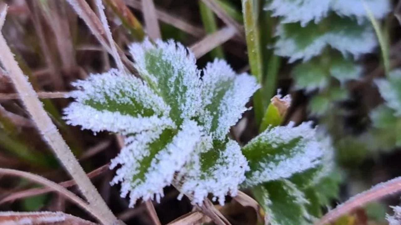 Folhas verdes cobertas por geada em Itatiaia, Rio de Janeiro, mostrando o frio intenso da semana.