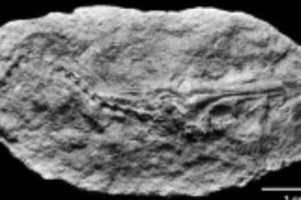 Fóssil de criatura marinha em tomografia computadorizada.