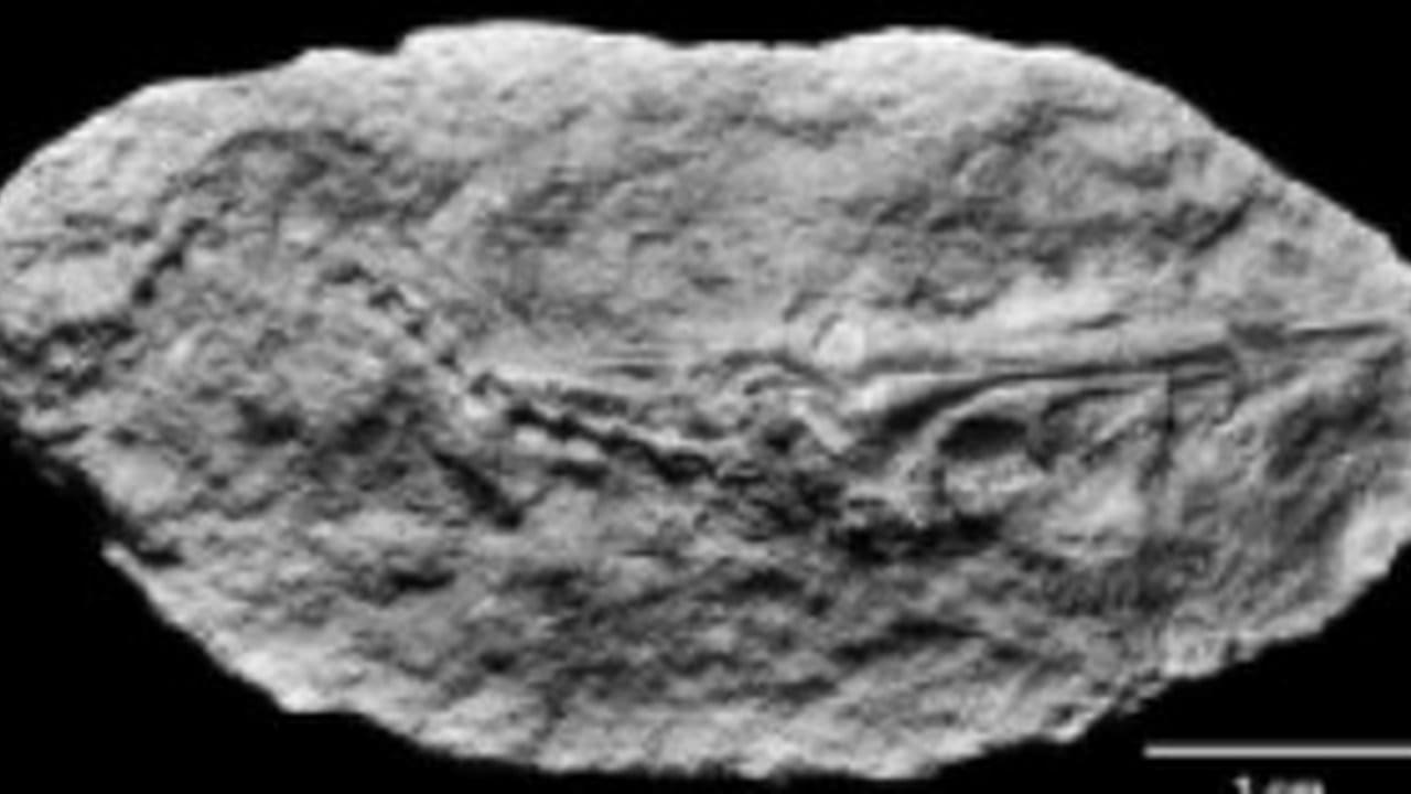 Fóssil de criatura marinha em tomografia computadorizada.