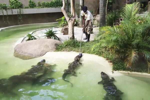 Funcionário do BioParque manuseia jacarés em tanque, com vegetação ao fundo.
