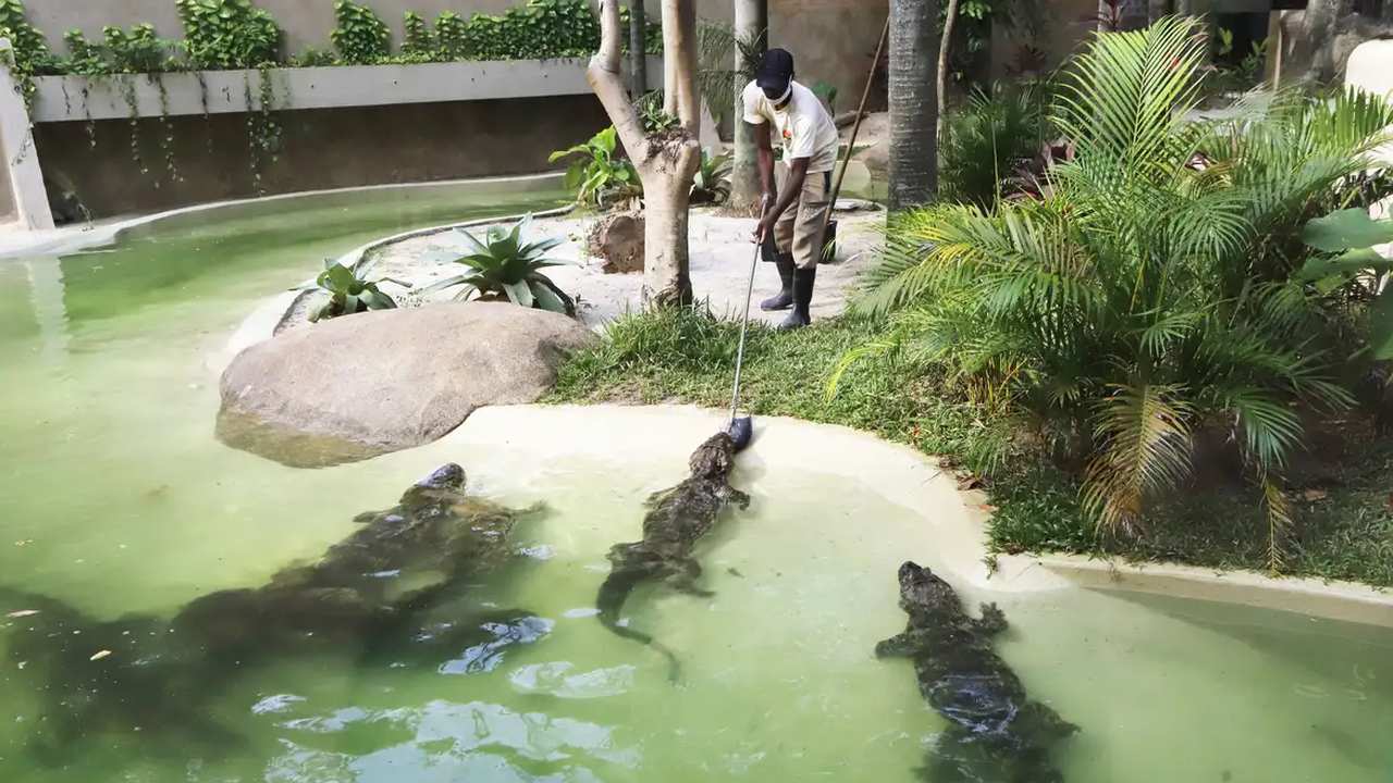 Funcionário do BioParque manuseia jacarés em tanque, com vegetação ao fundo.