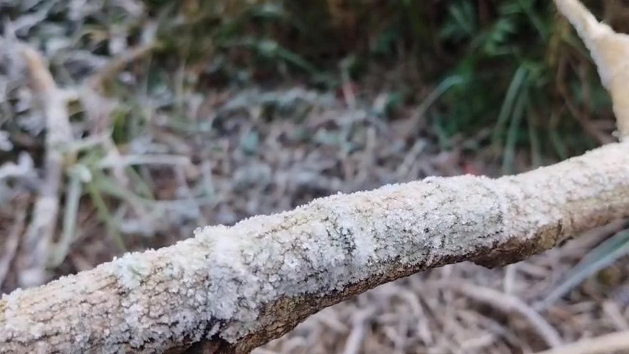 Galho com geada no Parque Estadual dos Três Picos, em Nova Friburgo