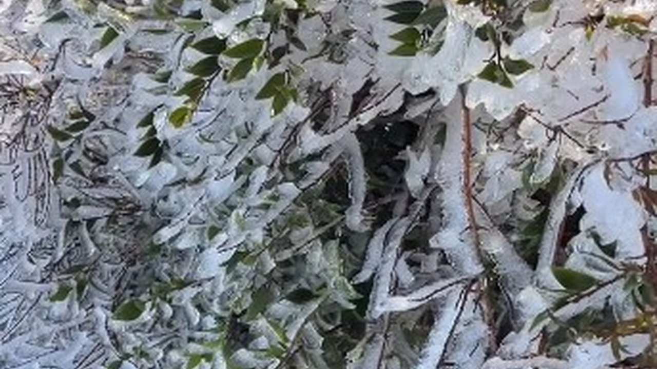 Galhos e folhas cobertos de gelo após geada em Itatiaia.