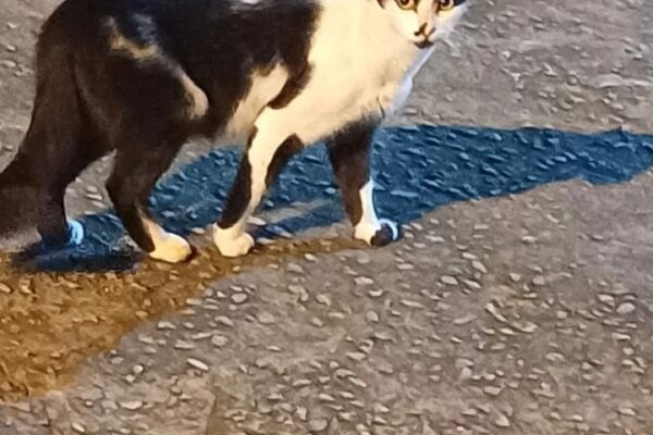 Gata Gaia, com pelagem preta e branca, em pé sobre calçada