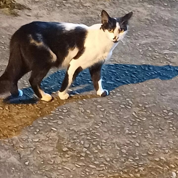 Gata Gaia, com pelagem preta e branca, em pé sobre calçada