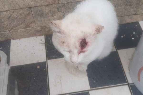 Gato branco com ferimento grave no olho, possivelmente esporotricose, no Cascatinha, Nova Friburgo.
