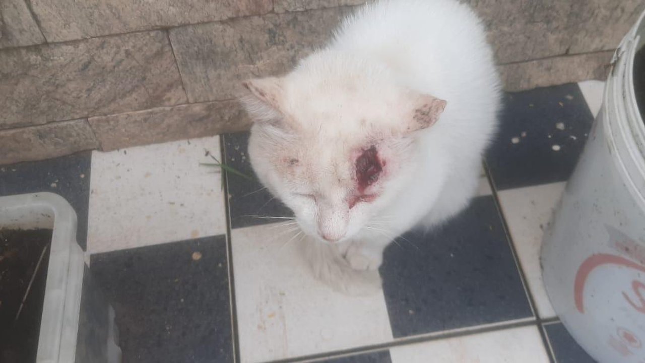 Gato branco com ferimento grave no olho, possivelmente esporotricose, no Cascatinha, Nova Friburgo.