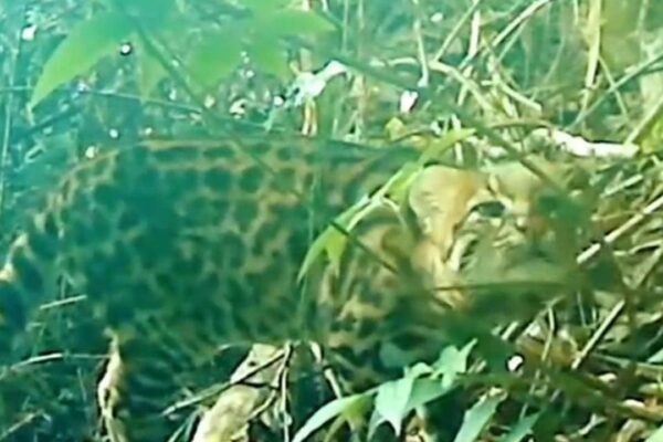 Gato-do-mato-pequeno camuflado em mata nativa.