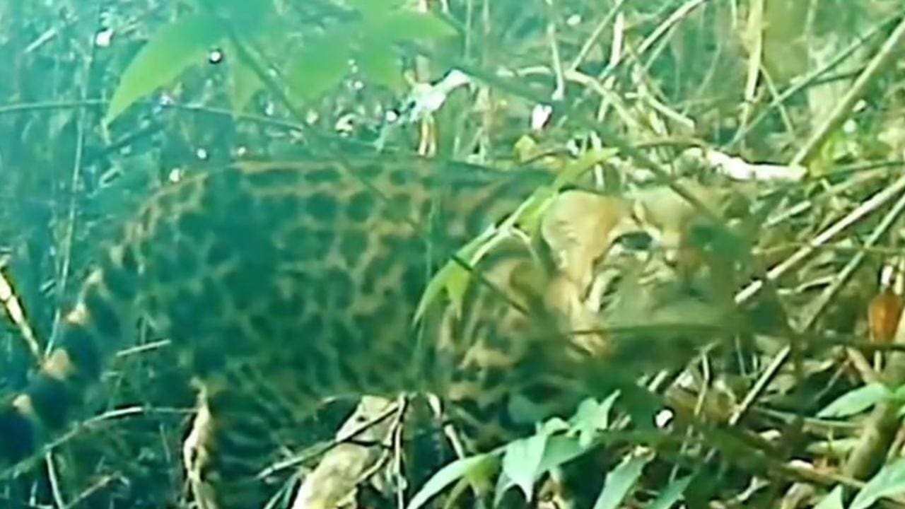 Gato-do-mato-pequeno camuflado em mata nativa.