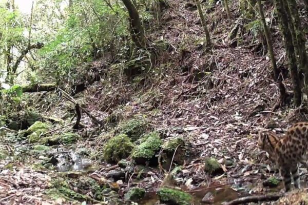 Gato-do-mato-pequeno em seu habitat natural na mata do Rio de Janeiro.