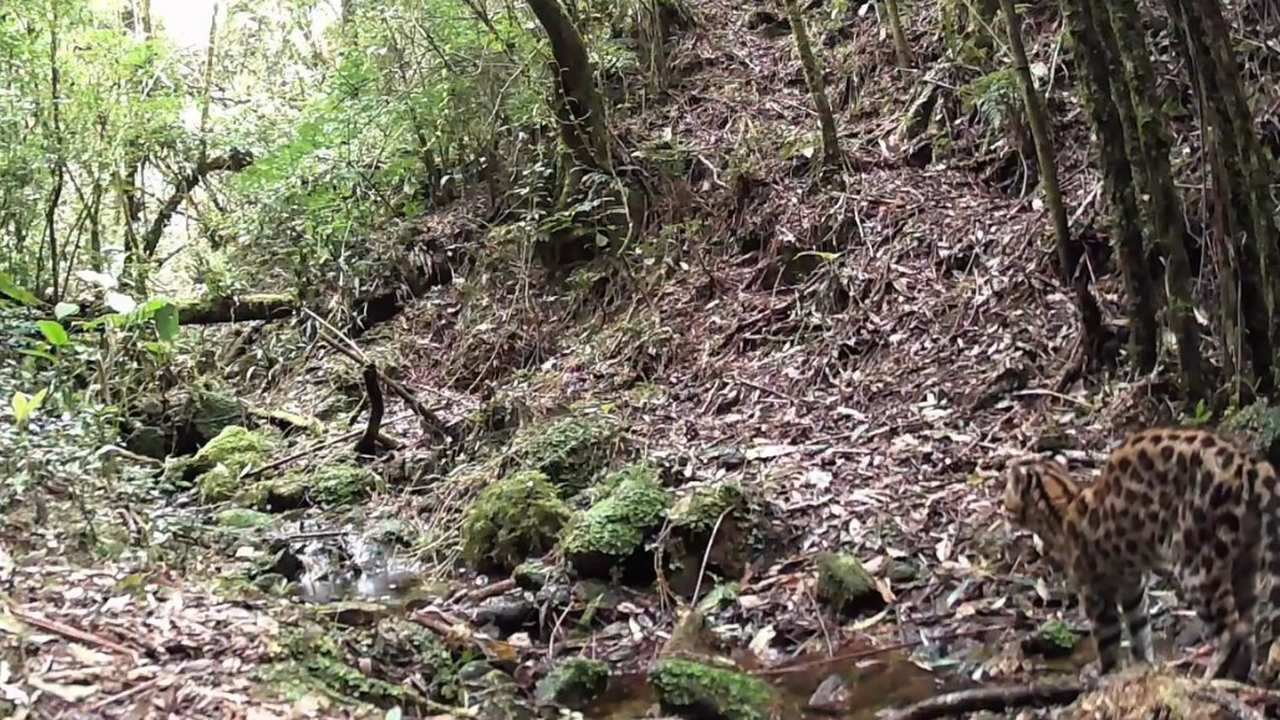 Gato-do-mato-pequeno em seu habitat natural na mata do Rio de Janeiro.