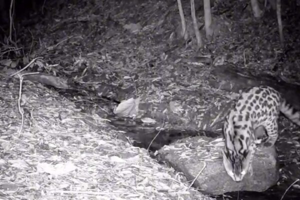 Gato-maracajá em seu habitat natural, registrado em mata de Nova Friburgo.