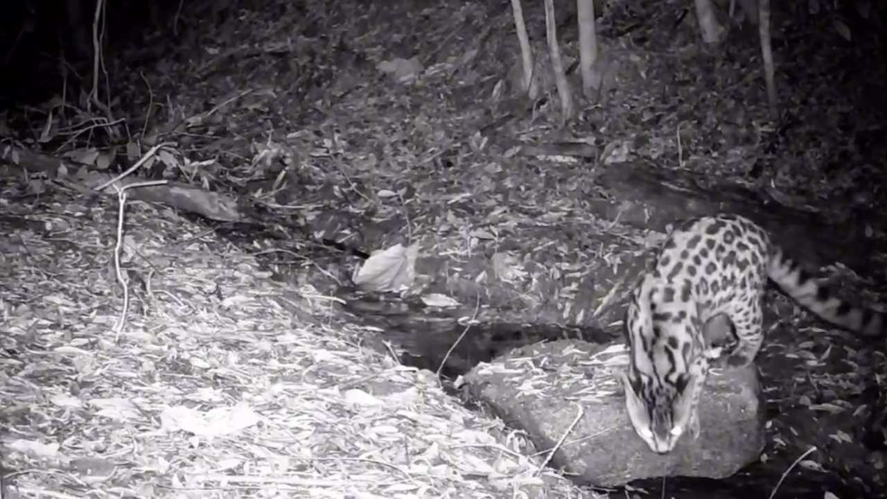 Gato-maracajá em seu habitat natural, registrado em mata de Nova Friburgo.