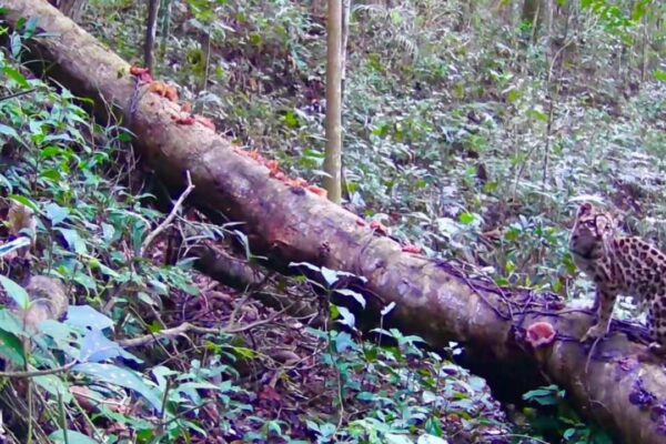 Gato-maracajá em tronco na mata atlântica, mostrando sua pelagem e ambiente natural.