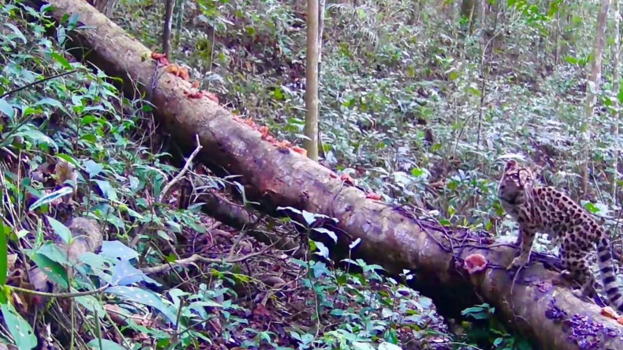Gato-maracajá em tronco na mata atlântica, mostrando sua pelagem e ambiente natural.