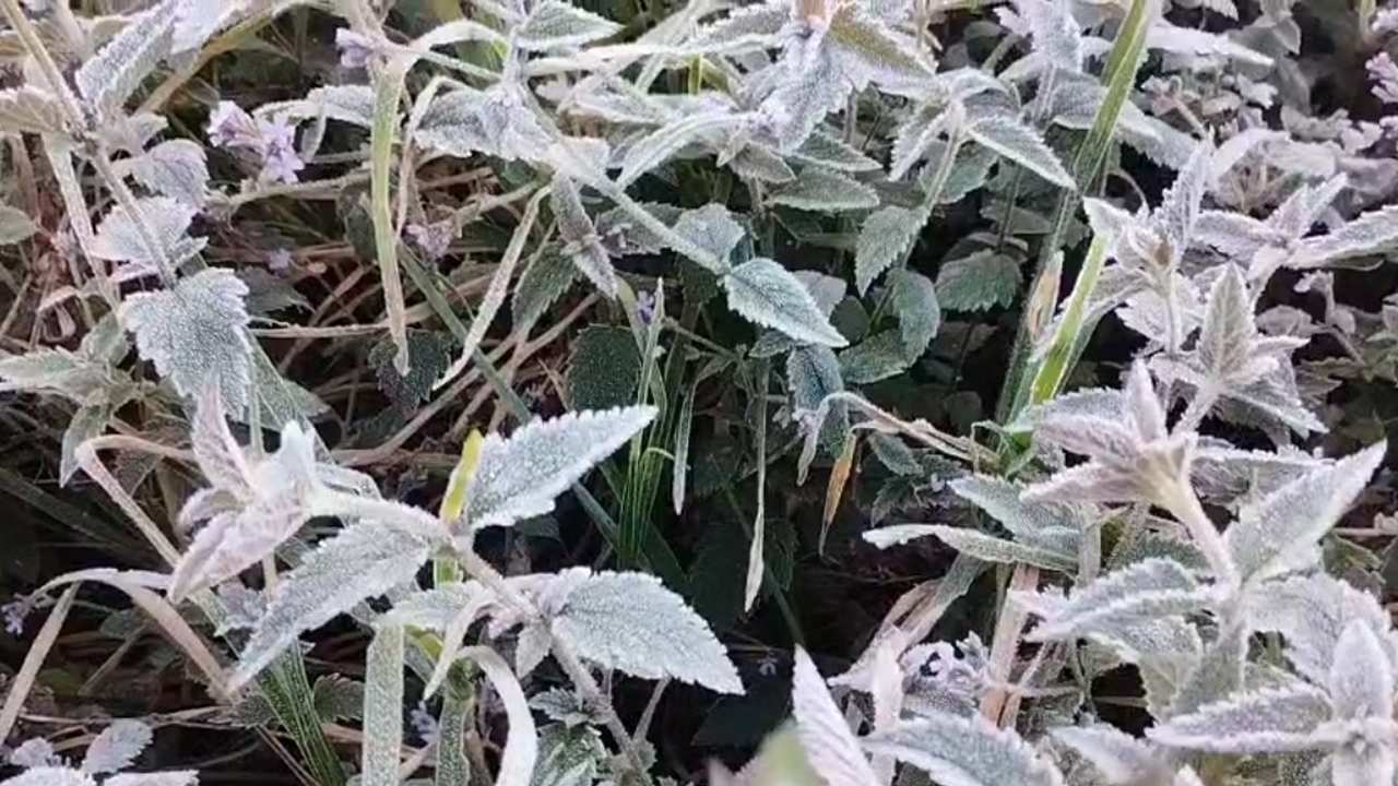 Geada cobre plantas no Parque Estadual dos Três Picos, em Nova Friburgo.