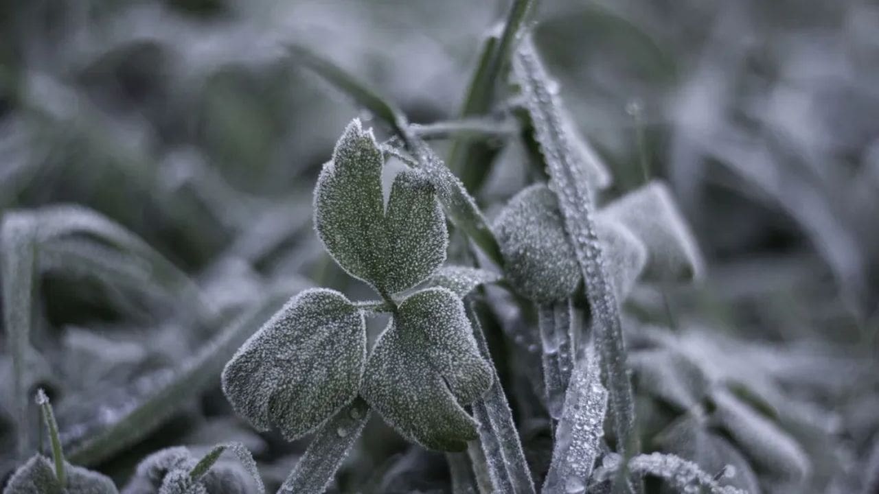 Geada cobrindo folhas verdes em um ambiente natural, com o foco em um grupo de folhas no centro da imagem.