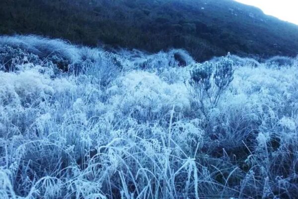 Geada cobrindo vegetação no Parque Nacional de Itatiaia, Brasil.