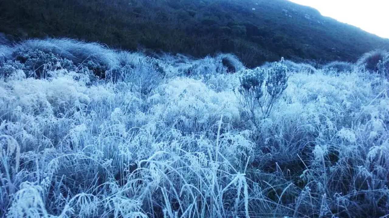 Geada cobrindo vegetação no Parque Nacional de Itatiaia, Brasil.