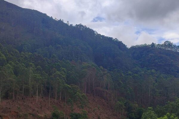 Imagem de área montanhosa com árvores, mostrando desmatamento e mudança na paisagem.