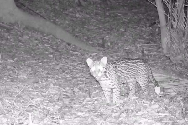 Imagem em preto e branco de um gato selvagem, provavelmente um gato-maracajá, em seu habitat natural.