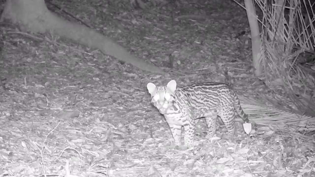 Imagem em preto e branco de um gato selvagem, provavelmente um gato-maracajá, em seu habitat natural.
