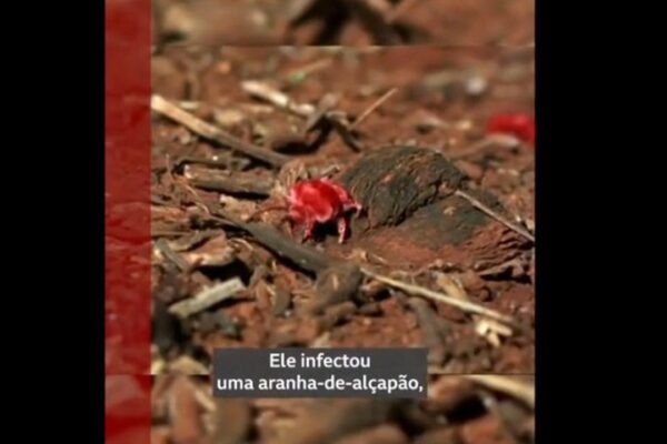 Inseto vermelho em solo com vegetação, destaque para a descoberta de fungo Purpureocillium atlanticum.