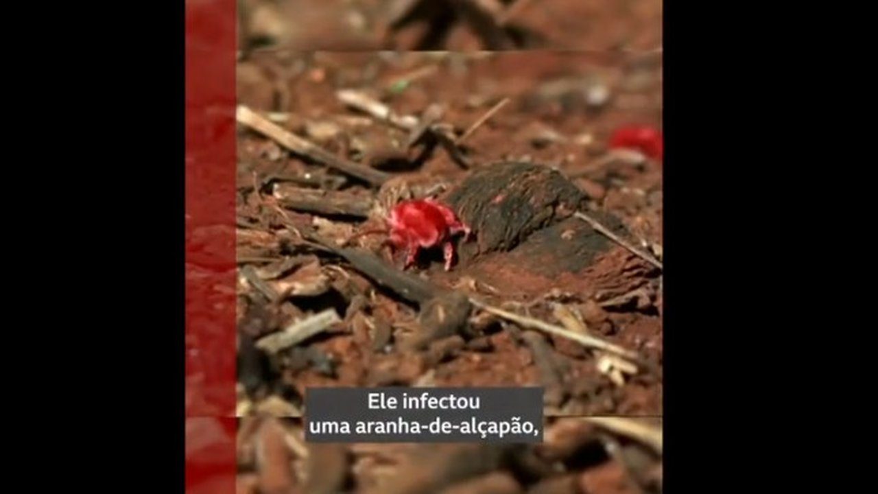 Inseto vermelho em solo com vegetação, destaque para a descoberta de fungo Purpureocillium atlanticum.