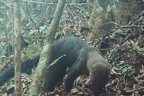 Irara em seu habitat natural no Parque das Catarinas, Nova Friburgo