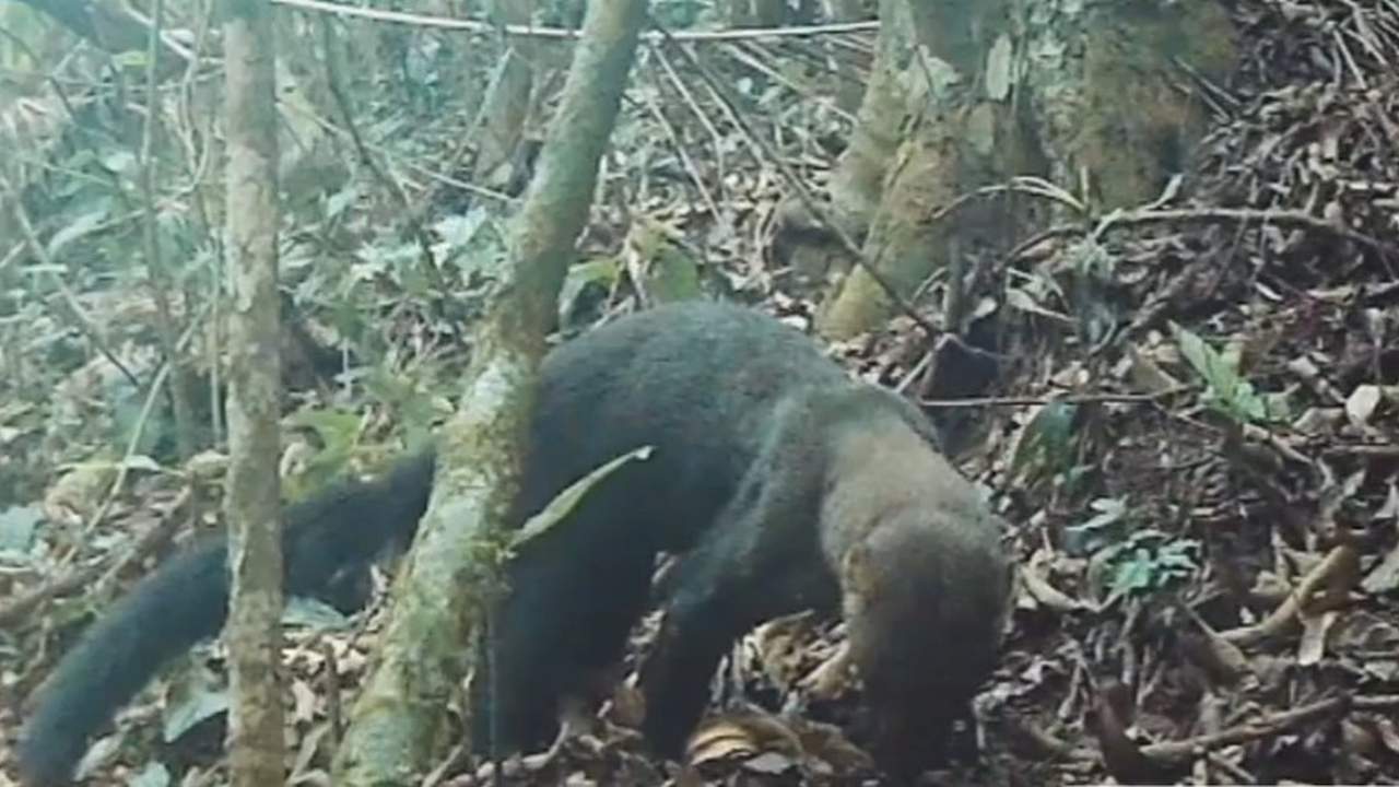 Irara em seu habitat natural no Parque das Catarinas, Nova Friburgo