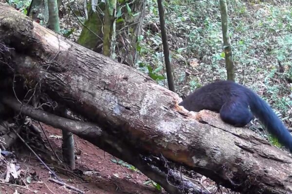 Jaguarundi sobre tronco de árvore em mata de Nova Friburgo