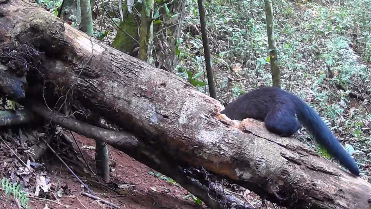 Jaguarundi sobre tronco de árvore em mata de Nova Friburgo
