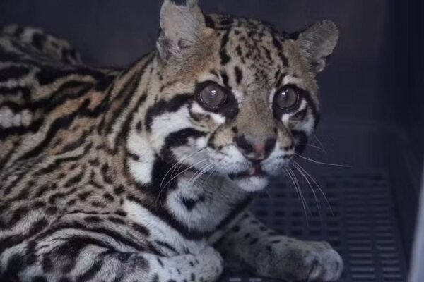 Jaguatirica com pelagem manchada e olhos expressivos em ambiente fechado.