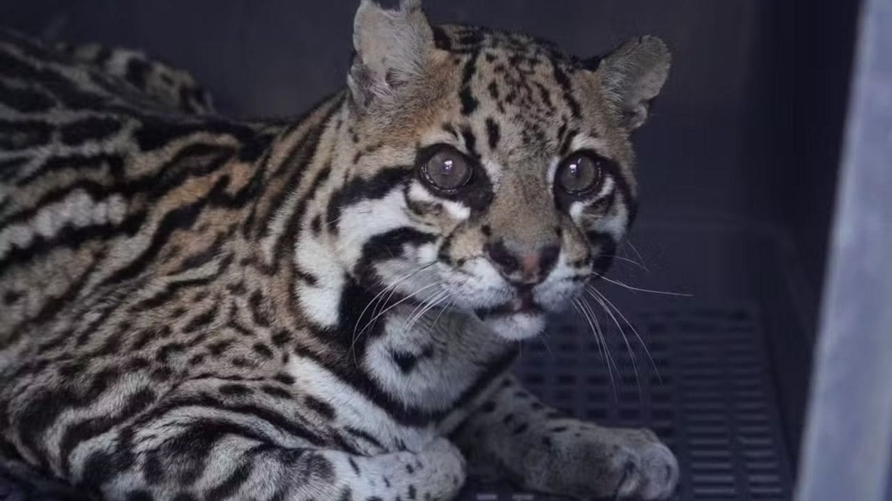 Jaguatirica com pelagem manchada e olhos expressivos em ambiente fechado.
