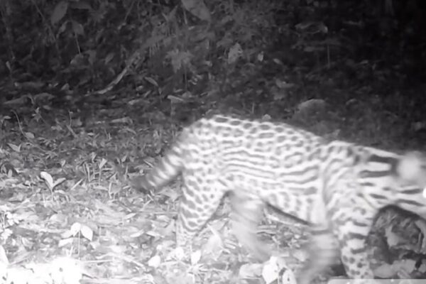 Jaguatirica em ambiente florestal noturno.