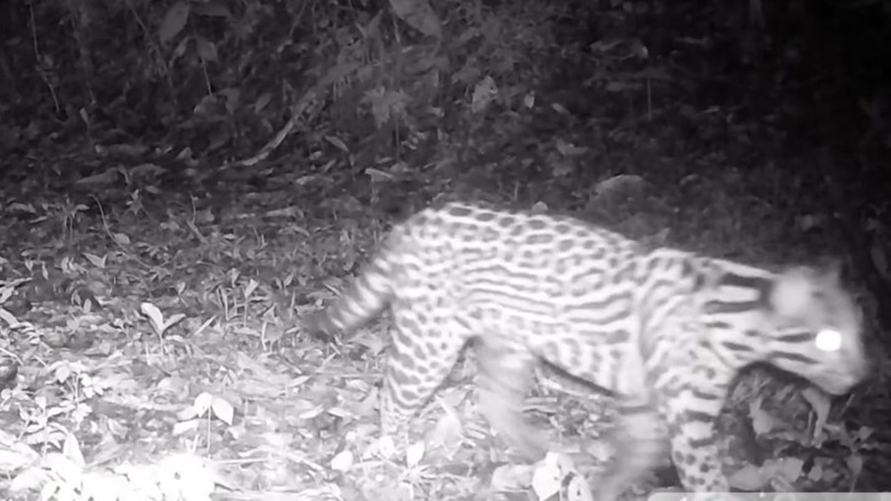 Jaguatirica em ambiente florestal noturno.