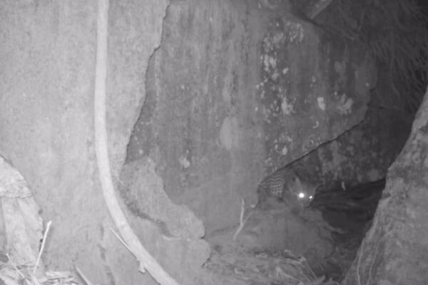 Jaguatirica escondida em um buraco entre rochas, vista de uma câmera de monitoramento.