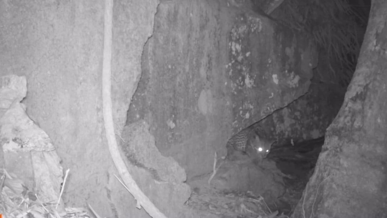 Jaguatirica escondida em um buraco entre rochas, vista de uma câmera de monitoramento.