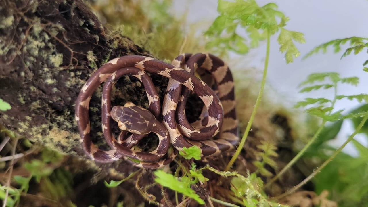 Jararaquinha em meio a vegetação.