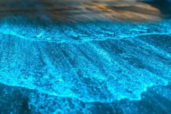 Lagoa de Jacaroá em Maricá com bioluminescência, um espetáculo natural.