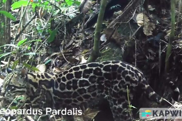 Leopardo-pardal em seu habitat natural na Serra dos Órgãos, RJ.