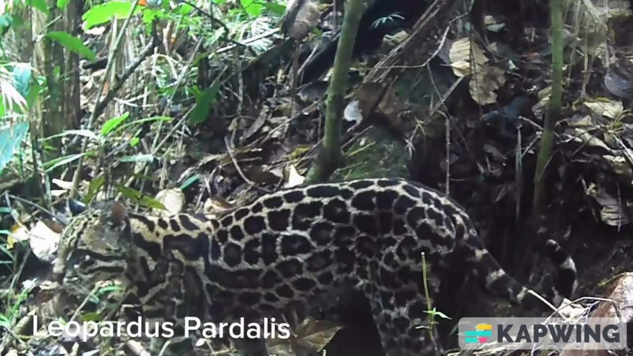 Leopardo-pardal em seu habitat natural na Serra dos Órgãos, RJ.