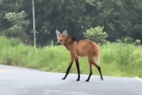 Lobo-guará atravessando uma estrada em Serrinha do Alambari, Rio de Janeiro.