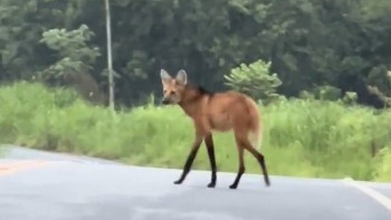 Lobo-guará atravessando uma estrada em Serrinha do Alambari, Rio de Janeiro.