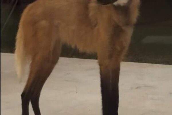 Lobo-guará em pé, com pelagem marrom e pernas longas e escuras.