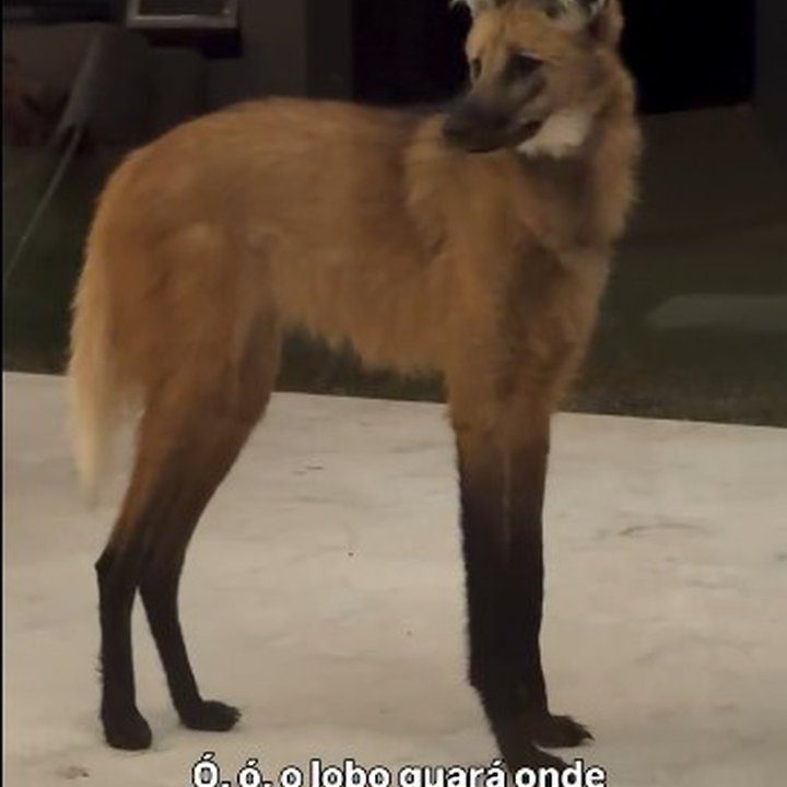 Lobo-guará em pé, com pelagem marrom e pernas longas e escuras.