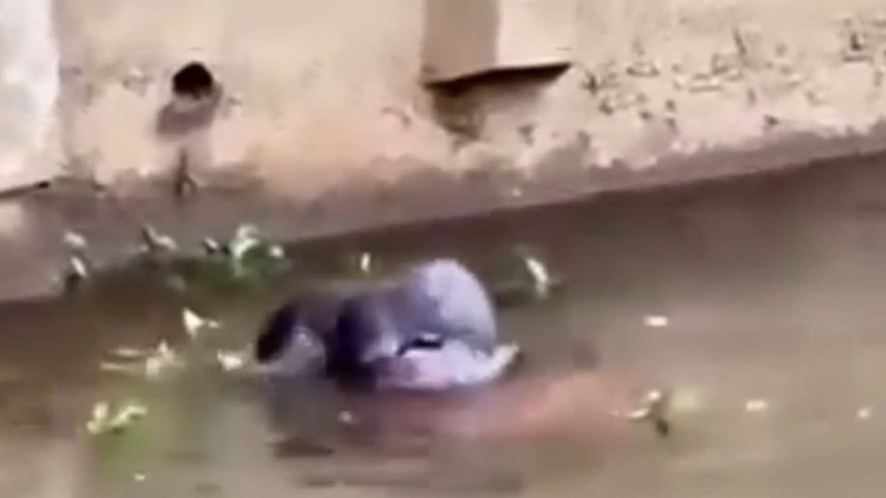 Lontras brincando na água em Nova Friburgo
