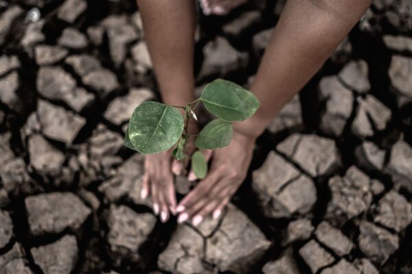 Mãos plantando muda em solo rachado, representando o esforço de combate às mudanças climáticas.