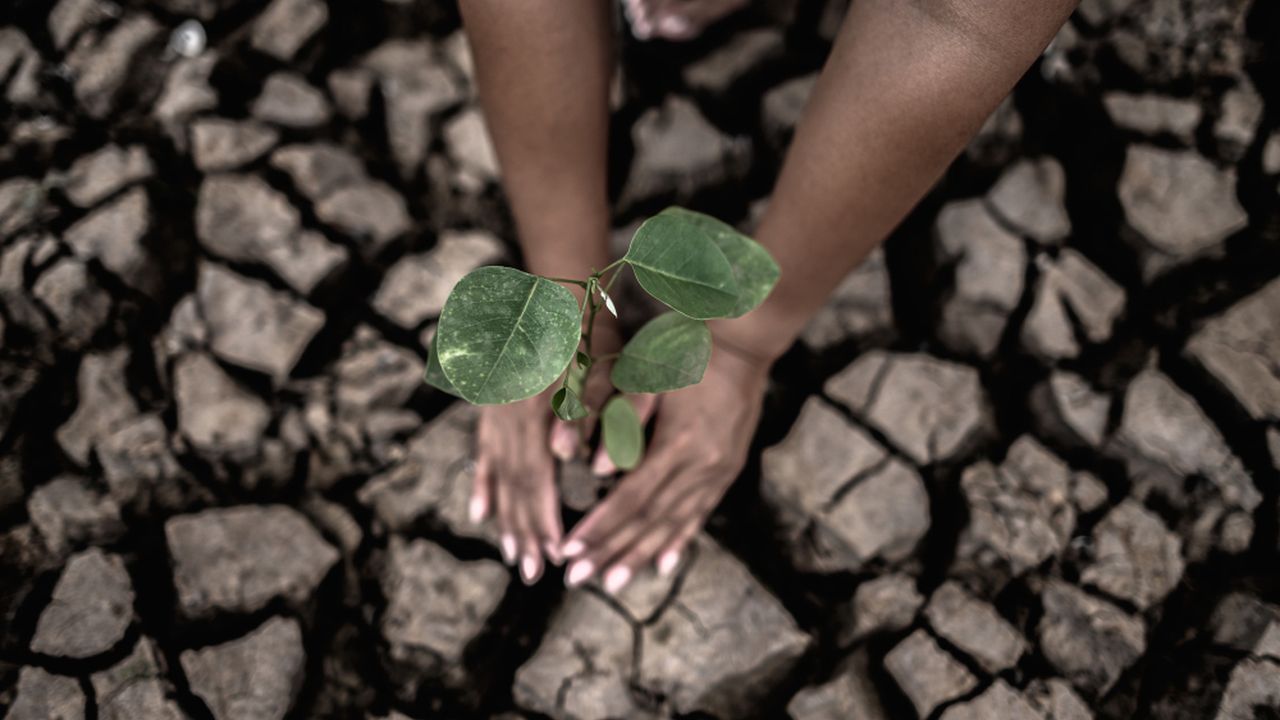 Mãos plantando muda em solo rachado, representando o esforço de combate às mudanças climáticas.